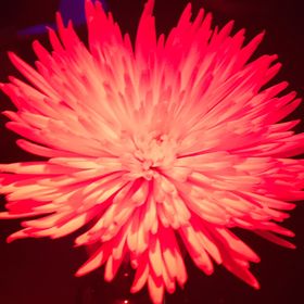 Profile Picture of Jenn Campbell-Cole (@happydudes) on Pinterest