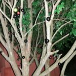 Profile Picture of jeff (@jeffersonmartinelli) on Instagram