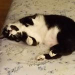 Profile Picture of Kitty (@aimeekittywitty) on Instagram