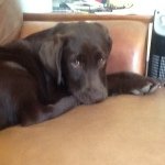 i'm nutella! (call me Ella) - Instagram Profile Picture of i'm nutella! (call me Ella) (@ella_the_pup) on Instagram