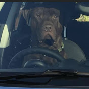 Profile Picture of Thomas Briscoe (@thomasbriscoe8822) on Youtube