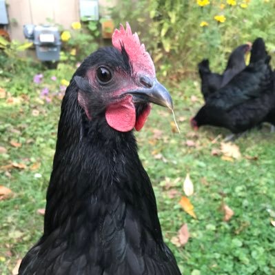 Profile Picture of Joe (@WalterEvoli) on Twitter