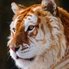 Profile Picture of James Behanna (@2183731172) on Tiktok