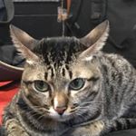 Profile Picture of Pakpoom Nimlamai (@pakpoom_nimlamai) on Instagram