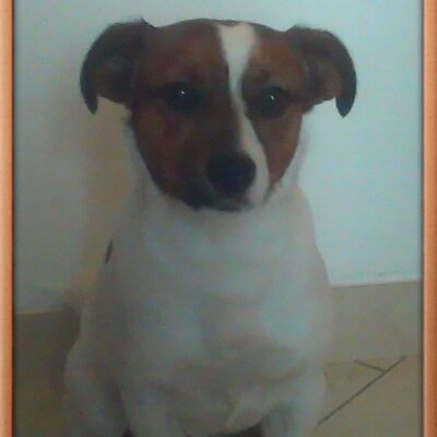 Profile Picture of David Holub (@DavidHolou) on Twitter