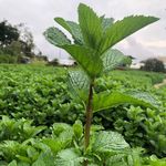 Profile Picture of Ricardo Salinas (@fincaprocofruver) on Instagram