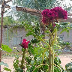 Profile Picture of jelanimuhamad (@jelanimuhamad) on Tiktok