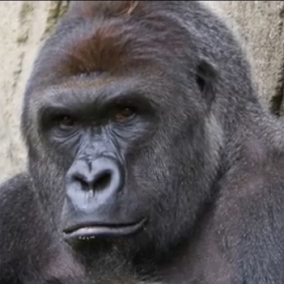 Profile Picture of Drew Woods (@theshoedude09) on Poshmark