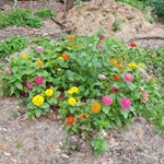 Profile Picture of Gail (@gail.in.the.garden) on Instagram