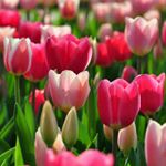 Sasha Clark-Herron - Instagram Profile Picture of Sasha Clark-Herron (@cclarkherron) on Instagram