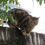 Profile Picture of Lisa Newlands (@kilghaard) on Instagram