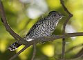 Profile Picture of Barred antshrikeon Wikipedia