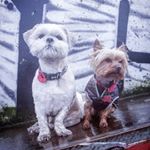 Profile Picture of Eddie & Toby (@eddietoby28) on Instagram