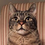 Profile Picture of Chad Ackley (@chadeackley) on Instagram