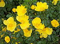 Profile Picture of Rosa foetidaon Wikipedia
