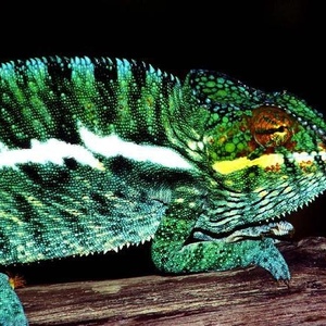 Profile Picture of Thomas Ruzicka (@154112313) on Myspace