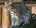 Profile Picture of Oceloton Wikipedia