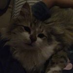 Profile Picture of Bill Lazos (@lazosbill) on Instagram