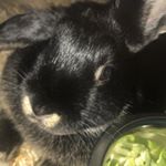 Profile Picture of Curt Hummel (@my.bun.bun.journey) on Instagram