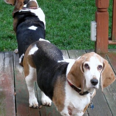 Profile Picture of Jocelyn Johnson (@daisyjohnson1) on Twitter