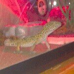 Profile Picture of caleiko (@caleikochambers) on Instagram