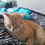 Profile Picture of Chloe (@chloe_addison_cats) on Instagram