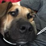 Profile Picture of Matthew Petrillo (@mattpetrillo13) on Instagram