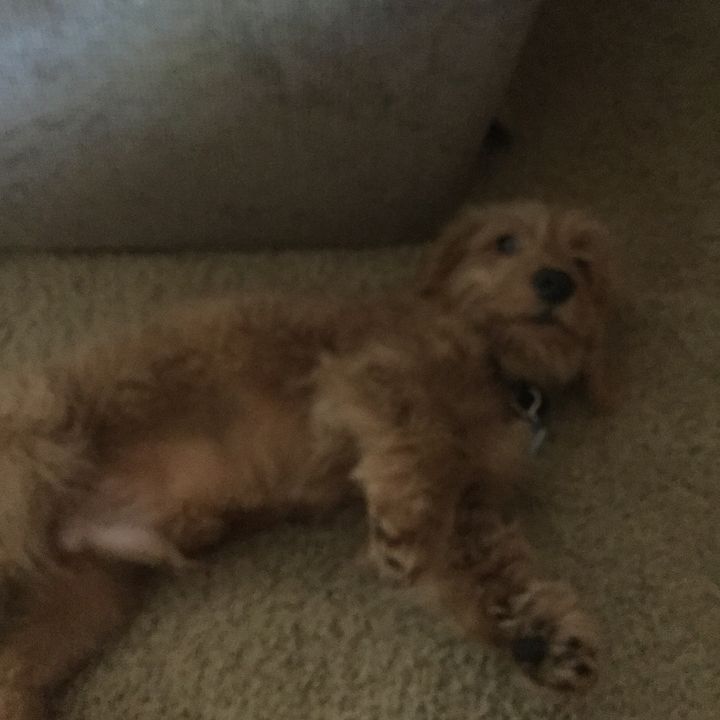 Profile Picture of Nicholas De Santiago (@nico_desantiago) on Tiktok