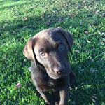 Profile Picture of Vincent Cavalieri (@vincentcavalieri) on Instagram