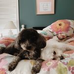 Profile Picture of Quigley & Jimmy-Choo (@wolfedogs) on Instagram