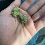 Profile Picture of Adam Caputo (@caputo8273) on Instagram