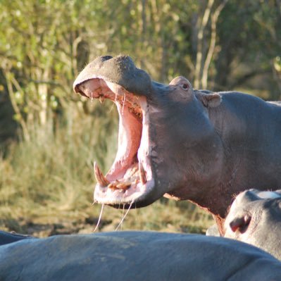 Profile Picture of Michael Swan (@MichaelswanLX) on Twitter