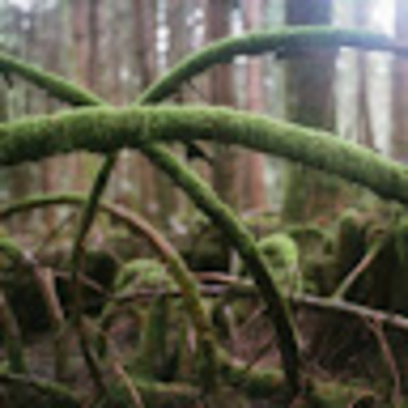 Profile Picture of Kayla Kerrone (@shotbyk) on Poshmark