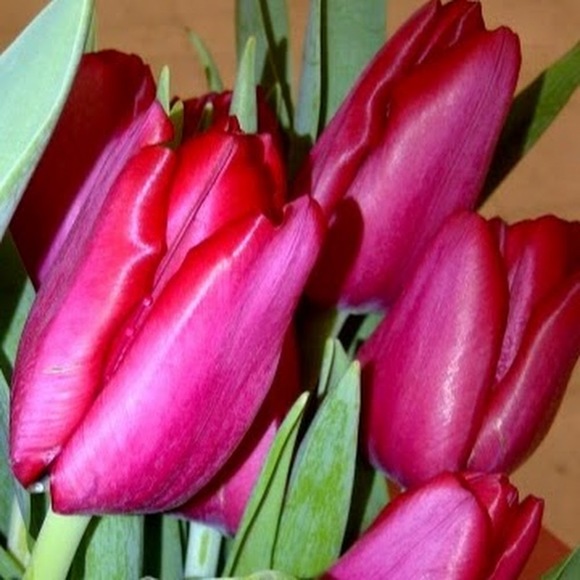 Profile Picture of Leane Lansang (@lslansang) on Poshmark