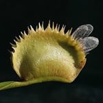 Profile Picture of Andy Gee (@bugeatinbogbabies) on Instagram