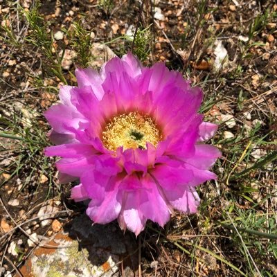 Profile Picture of Jenny Hutto (@jennyhutto464) on Twitter