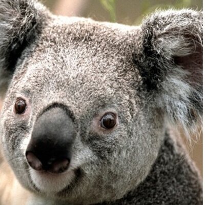 Profile Picture of Terence Cheng (@TerenceCheng08) on Twitter
