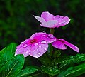 Profile Picture of Catharanthus roseuson Wikipedia