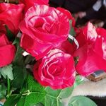 Profile Picture of bagante andrea (@baga6505) on Instagram