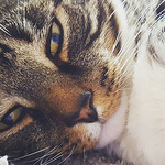 Profile Picture of suzen bonnett (@MsScorpio1121) on Flickr