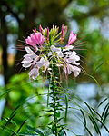 Profile Picture of Cleome - Wikipediaon Wikipedia