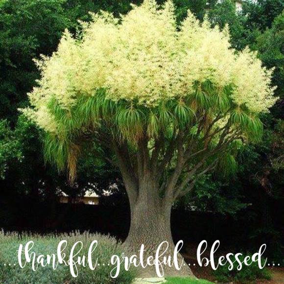 Profile Picture of Sandy Wright (@vsk_sandy) on Poshmark