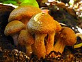 Profile Picture of Armillaria gallicaon Wikipedia