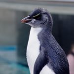 Profile Picture of Joel Neff (@smileytoad) on Instagram
