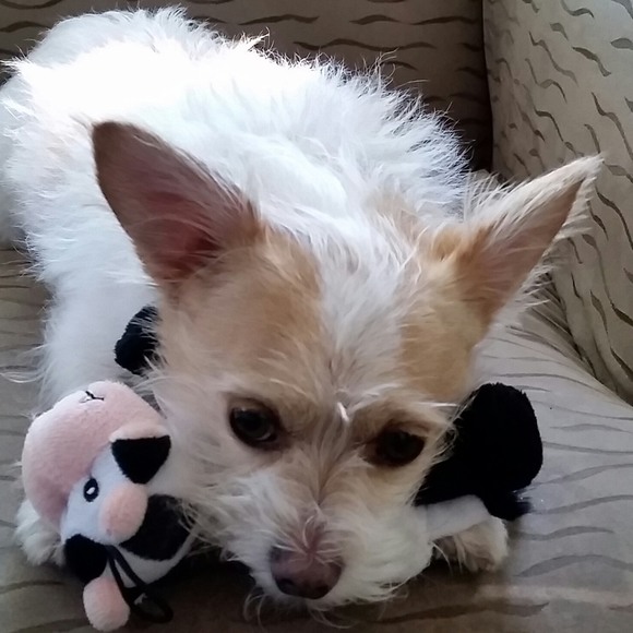 Profile Picture of Toni Guziec (@chantilly58) on Poshmark