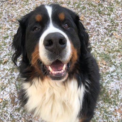 Profile Picture of Andrew Zeiser (@Andrewzeiser) on Twitter