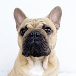 Profile Picture of Kaylyn Slevin (@mack_daddy_the_frenchie) on Instagram