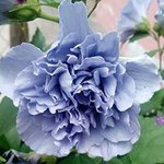 Profile Picture of Mayra Perez B. de Trigueros (@mayhuke) on Instagram