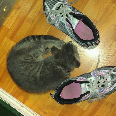 Profile Picture of James DiBartolomeo (@themythicalpine) on Twitter