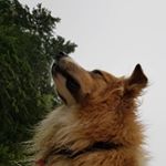 Profile Picture of Paul Savoie and Scout (@scoutandmyhuman) on Instagram